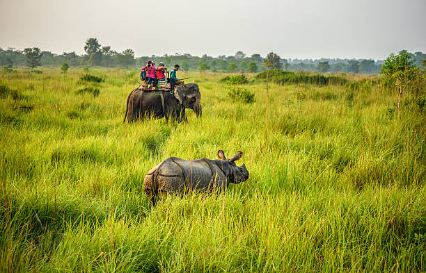 safari Chitwan, Nepal - October 23, 2015 : Tourists watching and photographing a rhino from the back of an elephant in Chitwan National Park.
